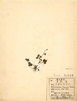 藏品(高山委陵菜)的圖片